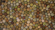 seed
