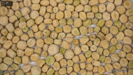 seed