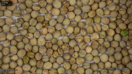 seed