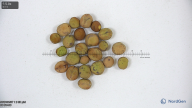 seed