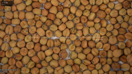 seed