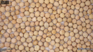 seed
