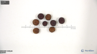 seed