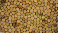 seed