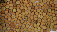 seed