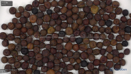 Click for 6 image(s) for this accession. seed