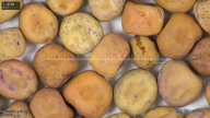 column seed