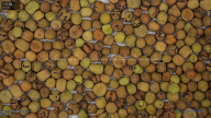 seed