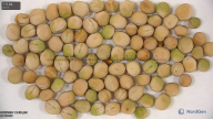column seed