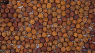 seed