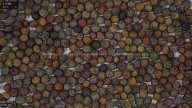seed