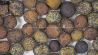 column seed