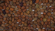 column Seed