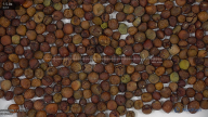 seed