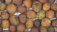 column seed