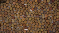 seed