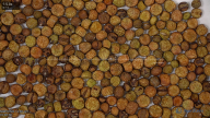 seed