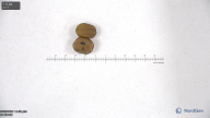 Click for 5 image(s) for this accession. seed