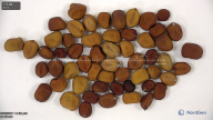 seed