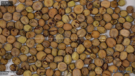 seed