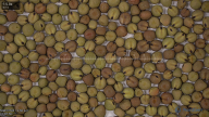 seed