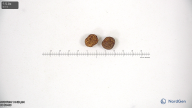 column seed