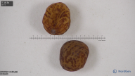 column seed