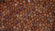 seed