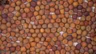 seed