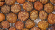 column seed