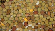 column seed