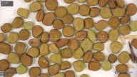 column seed