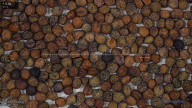 column Seed