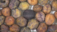 column seed
