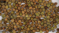 seed