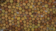 column seed