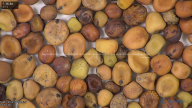 column seed