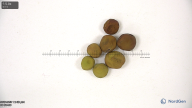 column seed