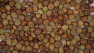 seed