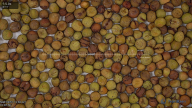 column Seed