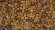 seed