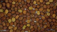 seed