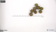 column seed