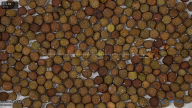 seed