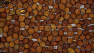 column Seed