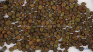 seed
