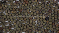 seed