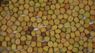 seed
