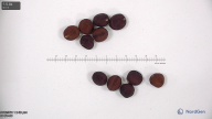 seed