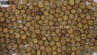 seed